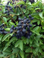 Liguster Delavaia szczepiony na pniu (ligustrum 'Delavaia') C3 50cm pień