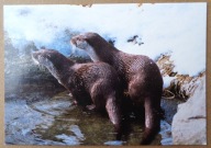 POCZTÓWKA - WYDRY- FOTO - ang. karnet Woodland Trust