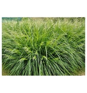 Śmiałek darniowy Palava P9