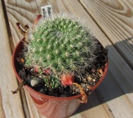 Kaktus ,Rebutia winteriana
