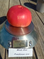 Pomidor Monte Rosa fantastyczna malinówka nasiona kolekcjonerskie