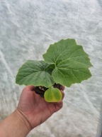 Sadzonki dynia makaronowa