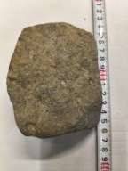 Agat mszysty muszlowy