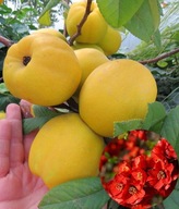 PIGWOWIEC POŚREDNI 'FIRE DANCE' – dekoracyjny krzew do ogrodu