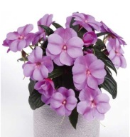Niecierpek NG Impatiens Magnifico Star Lavender KWIATY DO PÓŁCIENIA