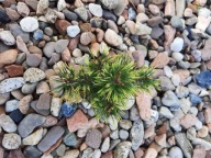 WIOSENNA MAGIA Sosna górska, kosodrzewina 'Frosty' Pinus mugo