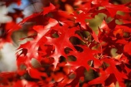 Dąb czerwony na zalesienia i do ogrodu sadzonki 100 sztuk.