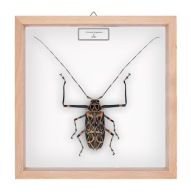 Chrząszcz w gablotce Acrocinus longimanus 1