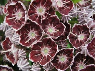 Kalmia szerokolistna 'Tadeusz' | ORYGINALNE NIESPOTYKANE KWIATY