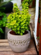 Berberys ,,NEON GOLD'' Mała złota kolumna NOWOŚĆ 2023