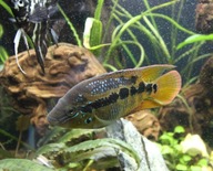 Para Rocio Octofasciata (Pyszczaki-pielęgnicowate)