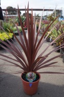Cordyline Kordylina australis red star SADZONKA 40 cm