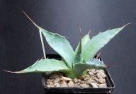 Kaktusy!!! Agave parrasana - RARYTAS!