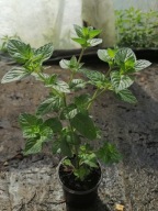 Mięta pomarańczowa sadzonka