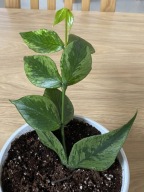 Hoya polyneura 'Mutation RC ze zdjęcia