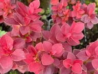 Berberys ''DEEP PURPLE" NOWA POLSKA ODMIANA KARZEŁ