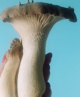 Gotowe podłoże do uprawy Boczniak Miklajkowy, grzybnia, gotowy zestaw