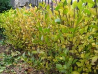 Liguster szybko rosnący na żywopłot / sztobry 30szt