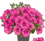 Petunia Fanfare Hot Rose DUŻE KWIATY