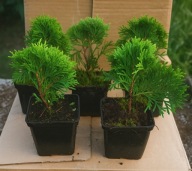 Thuja danica kulka tuja danika kula 10-15 najtaniej P9 kulista tuja