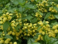 Gajowiec jasnota żółty sadzonka z gołym korzeniem 3 kłącza