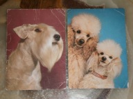 KARTKA POCZTOWA PUDEL TERRIER 2 SZT 1976 1978 ROK
