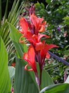 Paciorecznik czerwony canna indica lily - 15 nasion***