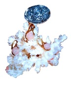 SREBRO PR-925 POZL. 14 KT RÓŻOWY KWARC RZEŹBIONY