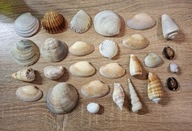 Duży zestaw pięknych i wyjątkowych muszli! Do akwarium lub ozdoby!