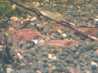 krewetki akwariowe red tiger Cardina proszę czytać opis