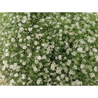 Gipsówka Gypsophila Muralis Teeny WHITE Biała PIĘKNE KWIATY