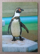 POCZTÓWKA - PIGWIN HUMBOLTA - Zoo Hannover - wydana w Czechach