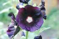 Malwa Nasiona Naturalne 2g