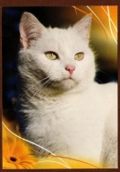 Kot kotek koty rasa harce kot w życiu człowieka pocztówka