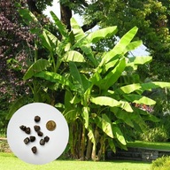 Musa sikkimensis – bananowiec ozdobny banan | 10 nasion +instrukcja wysiewu