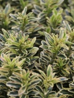 Trzmielina japońska (Euonymus japonicus) C2 10/15cm