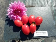 Pomidor Brin de Muguet francuska koktajlówka nasiona kolekcjonerskie