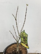 KLON PALMOWY "LITTLE MIKAWA" Acer palmatum sadzonka