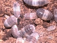 Cubaris Panda King – 10 sztuk + wyprawka startowa. Czarno białe isopody.