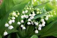 Konwalia majowa, XXL, doniczka