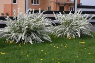 Tawuła szara norweska GREFSHEIM | BIAŁE MALOWNICZE KWIATY