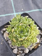 Skalnica - Saxifraga ''Benny''