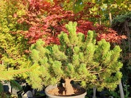 Sosna Winter Gold okaz 16 letni żółta zimą cyprys cis jodła inna