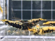 Krewetki Caridina Metalik Boa 10 sztuk !!! czerwone oczy !!!