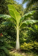 Nasiona BANAN ŚNIEŻNY (Ensete Glaucum) - 3 NASIONA