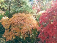Klon dissectum GLA dąb buk wiąz brzoza platan kasztan jarzębina wiśnia inny