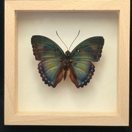 Motyl w gablotce Euphaedra Margaritifera