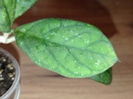 Hoya Hoja NO ID sp. BORNEO ukorzeniona