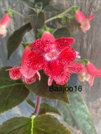 Kohleria Sciadotydaea - kłącze