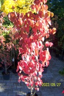 Dereń kousa klon lipa jarzębina głóg wiśnia perukowiec brzoza kalina inny